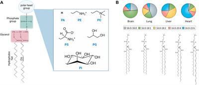 The effects of molecular and nanoscopic additives on phospholipid membranes